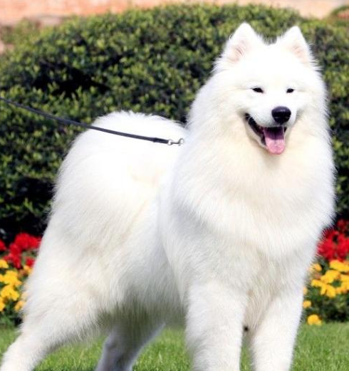 成年的萨摩耶犬有着令人耳目一新的英姿,全身上下充满了活力!