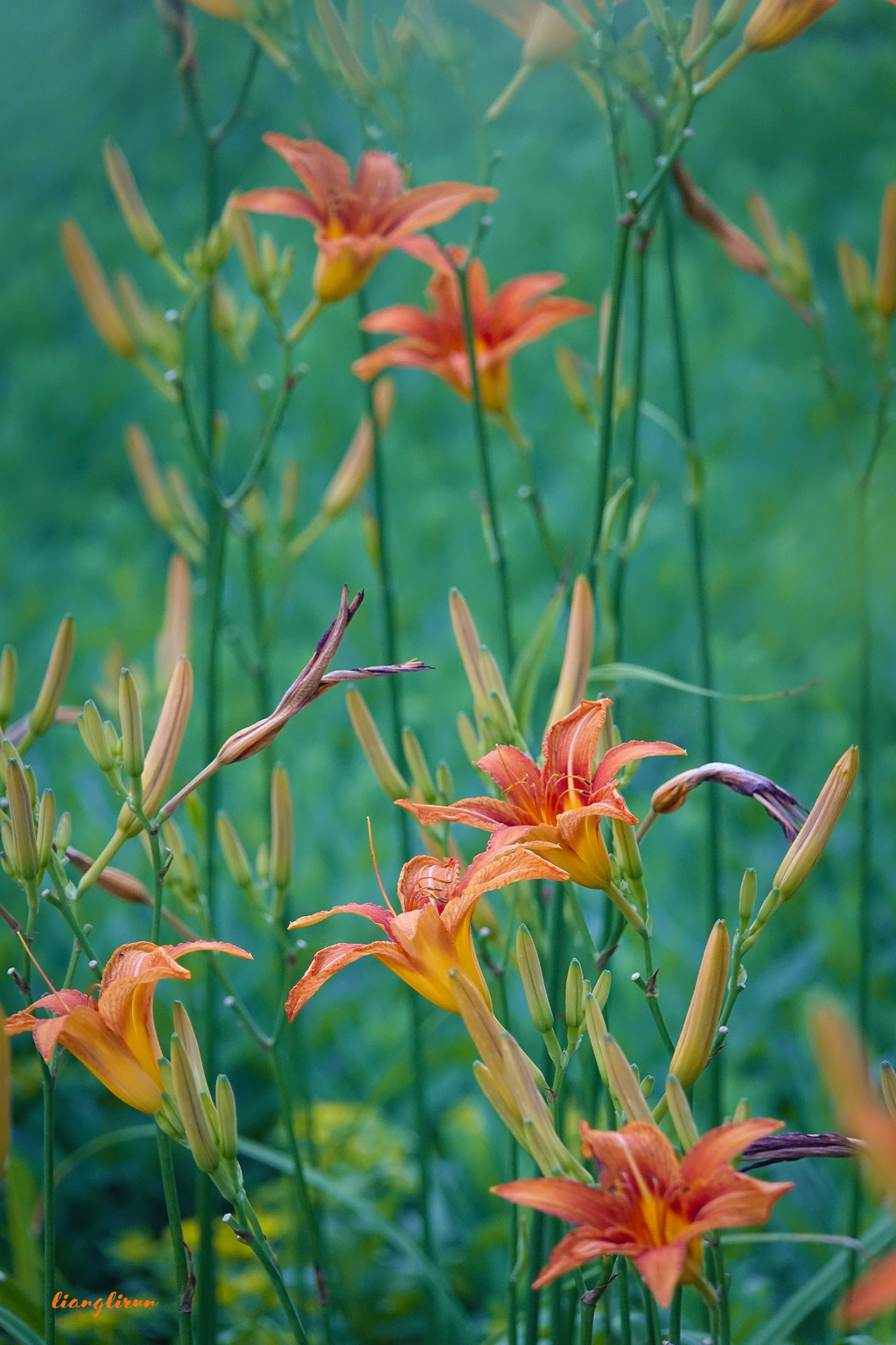 忘忧草又名母亲花