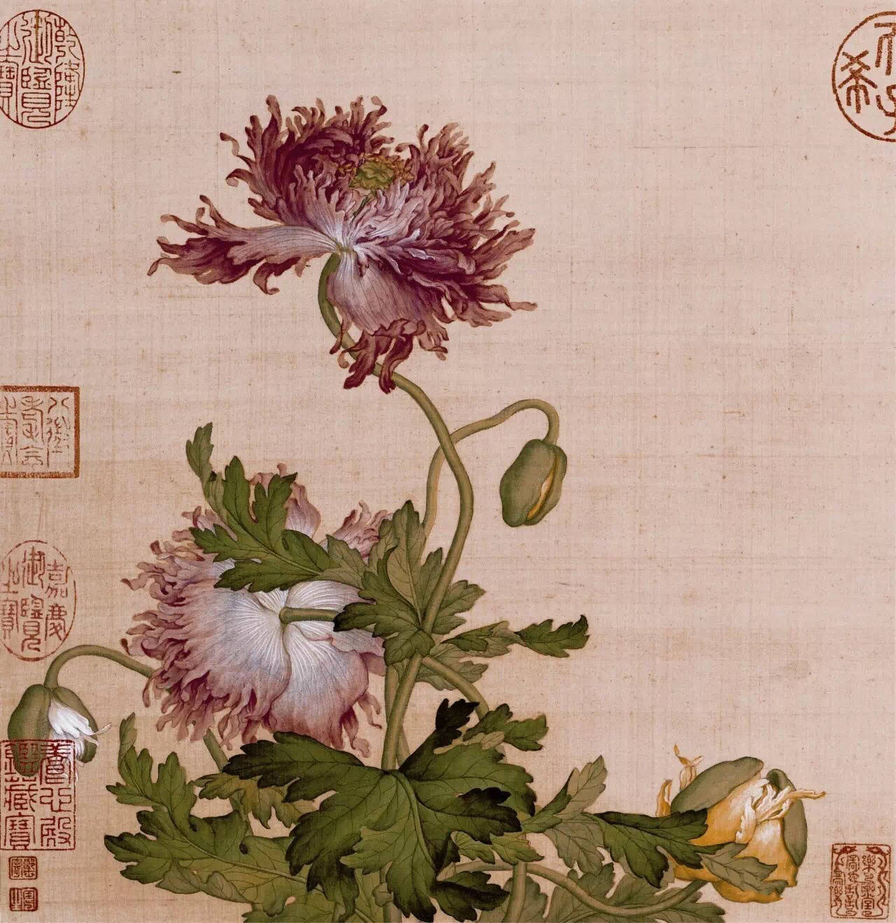 郎世宁工笔花卉图欣赏