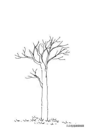 手绘树的表现画法,就是这样简单,一步一步安操作画