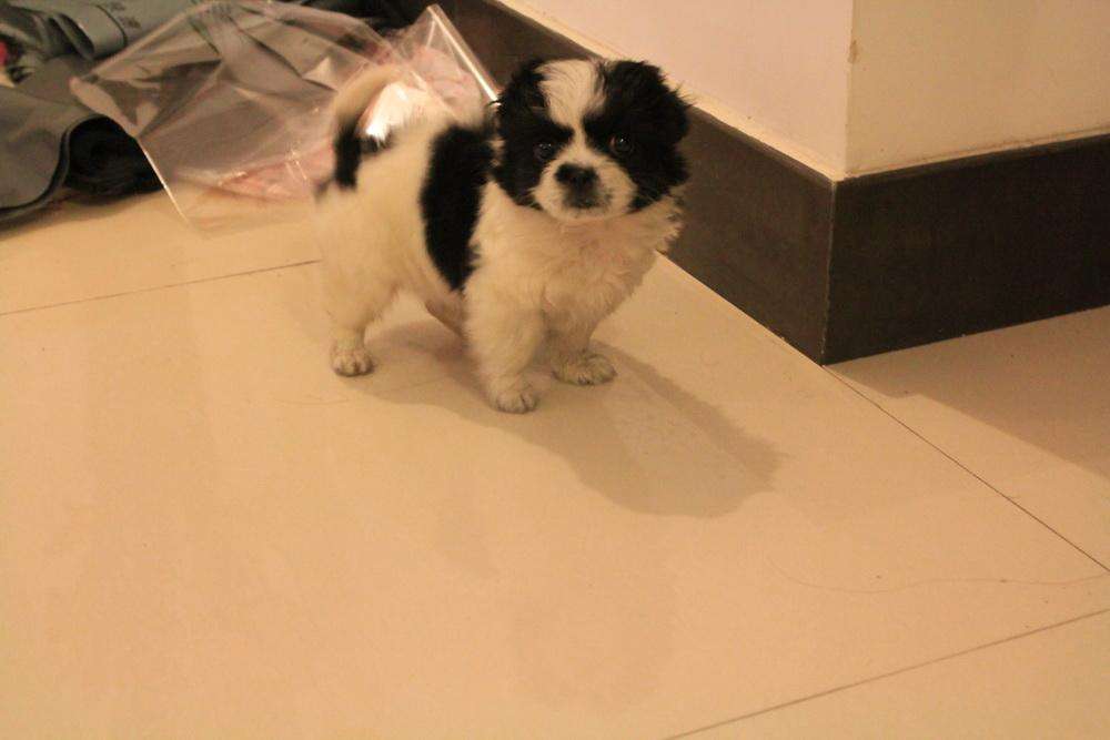 朋友害怕养不好日本狆