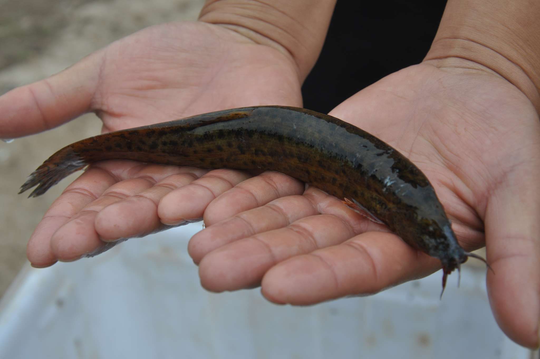 养殖泥鳅成活率为何很低?掌握这5个管理要点,先从幼苗抓起!