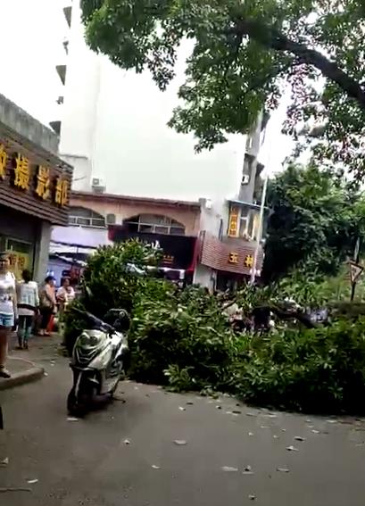 璧山彩虹桥百年古树树枝断裂,砸伤路上两行人!