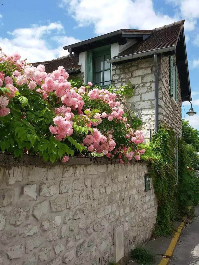 她在院子里养了1棵花,春天开花上千朵,花多浓香,开成一面花墙