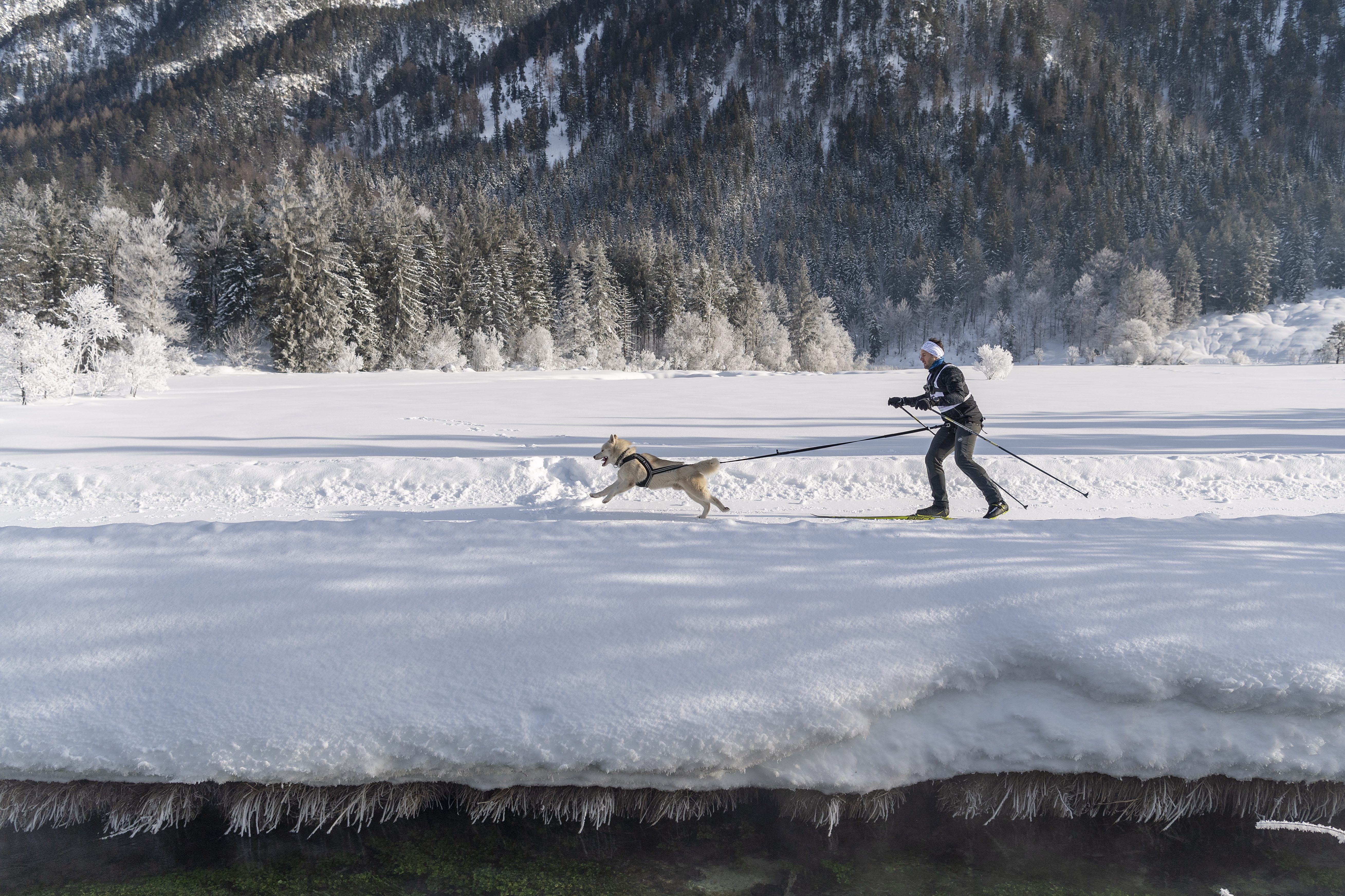 奥地利举行狗拉雪橇锦标赛(2)