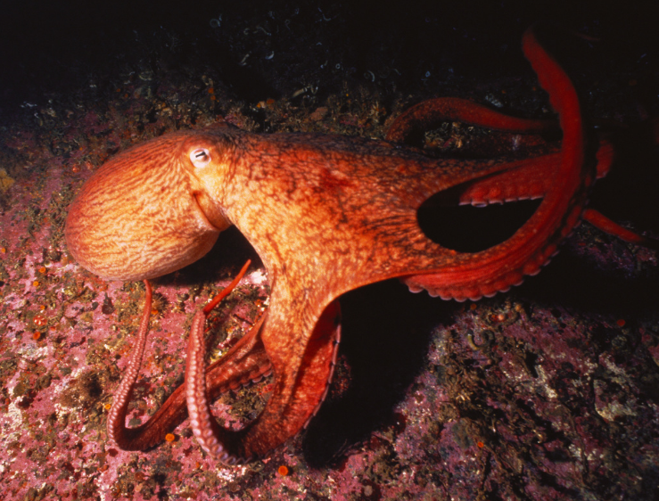 章鱼的智商有多高?在很多方面,它真的让人类自愧不如