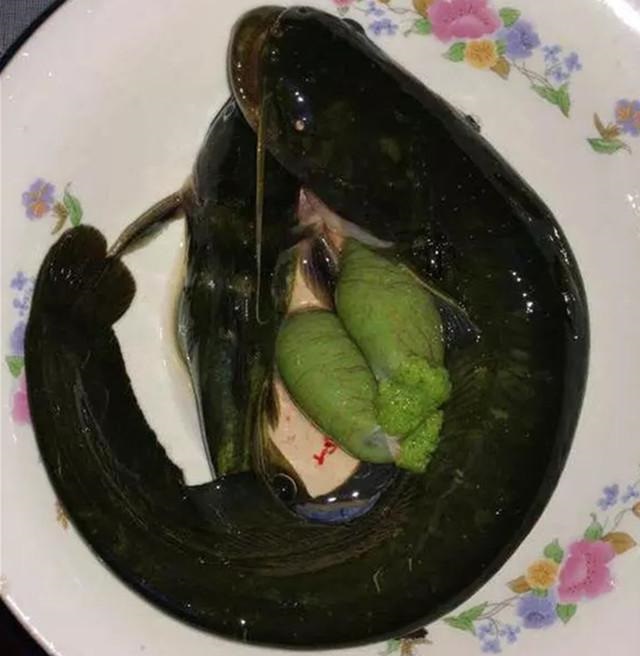 用抛竿钓获野生鲶鱼,可它的鱼籽竟是绿色的,你们知道原因吗?