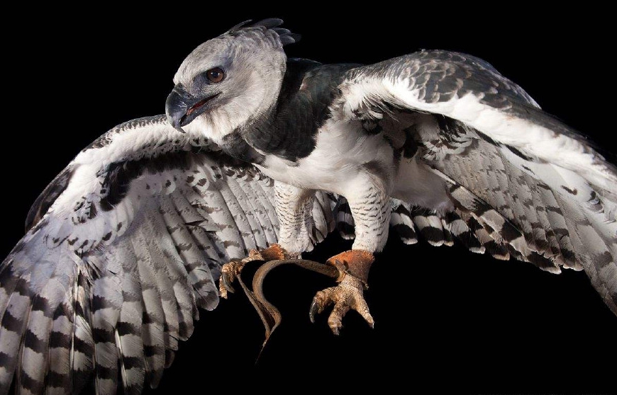 世界上出现过的那些巨雕,最后一个已经大到没有天敌了