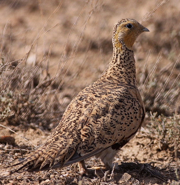 黑腹沙鸡,为中型鸟类,颏部,喉部为栗色
