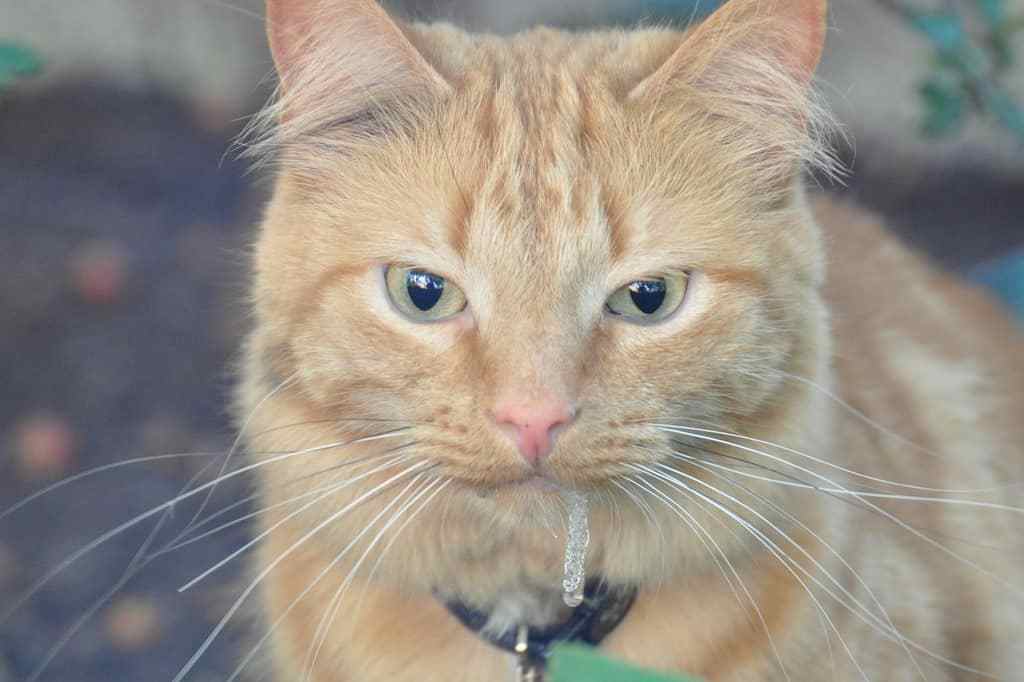 猫流口水一定是生病吗?关于猫流口水的四大理由,你应该了解