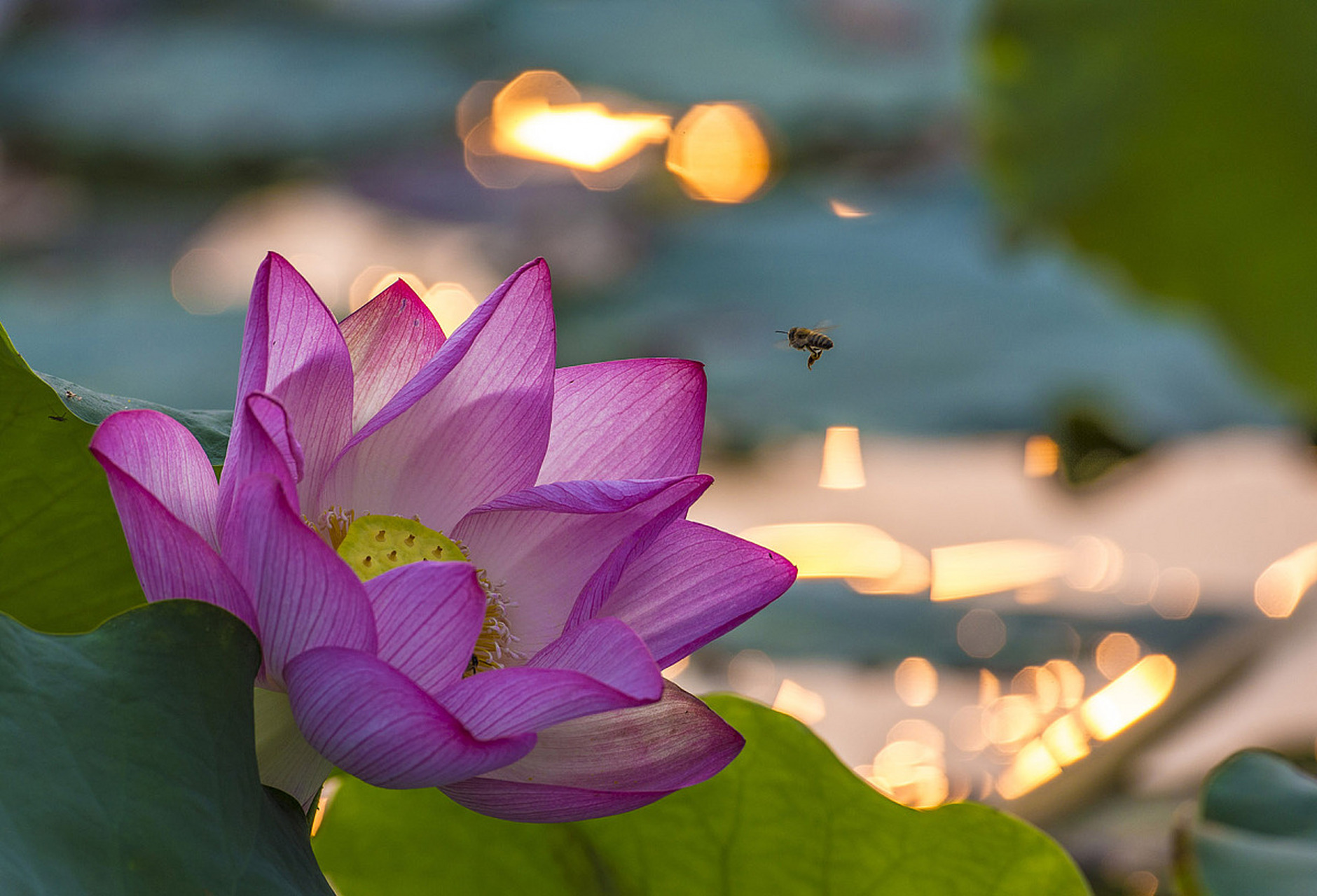 "  阳光下的荷花,灼灼生辉 . "03