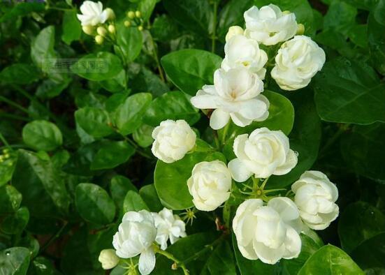 养茉莉花"3件小事"做到位,就可以"静待花开,且花大味香
