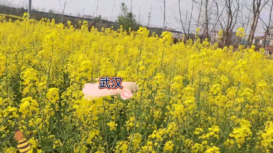 童话世界到武汉万亩油菜花正开,你还不来打卡