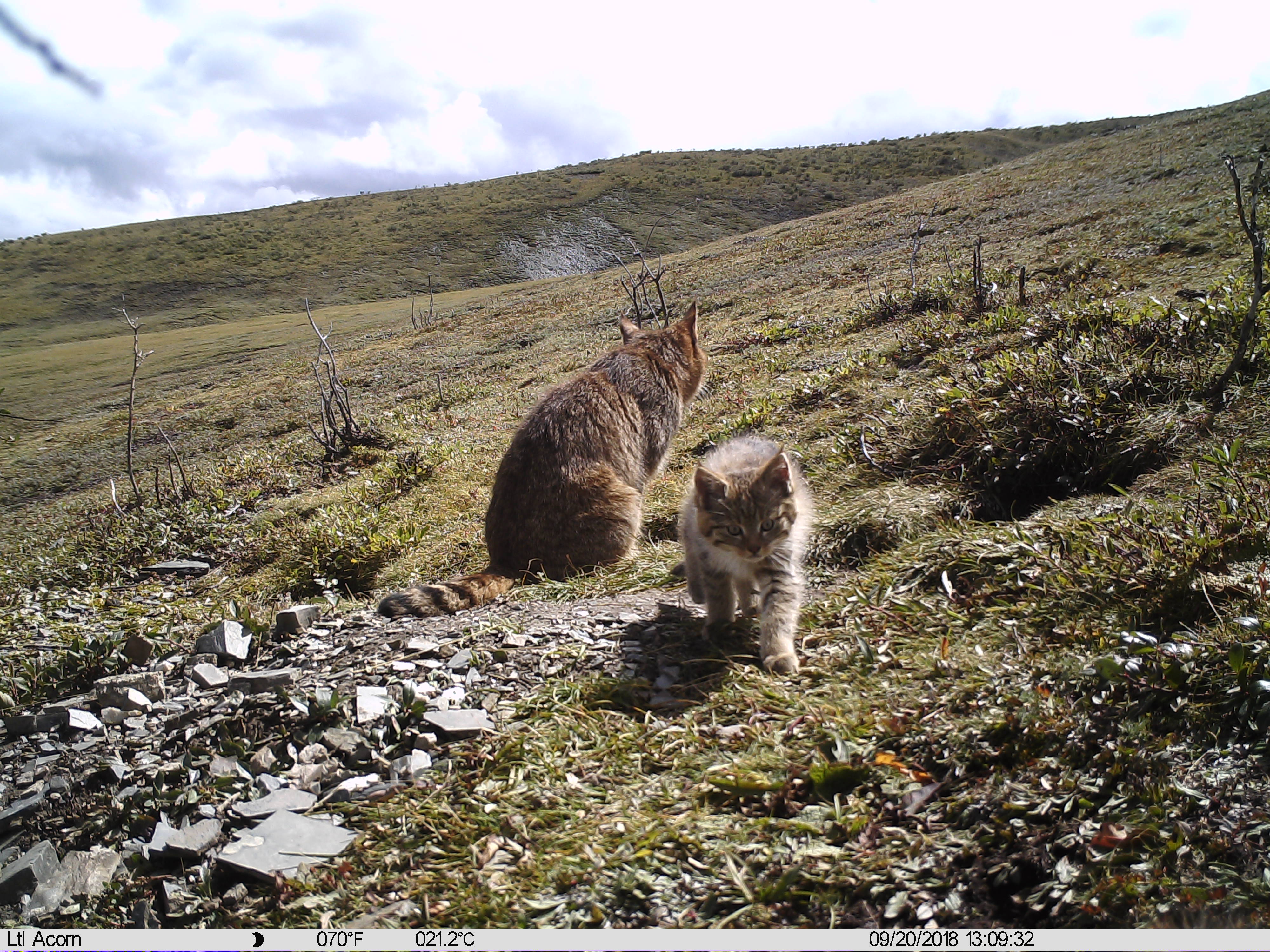 三江源地区首次记录到荒漠猫抚育幼崽影像(2)