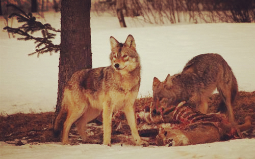 看完哈士奇和狼的区别,让你笑一整天