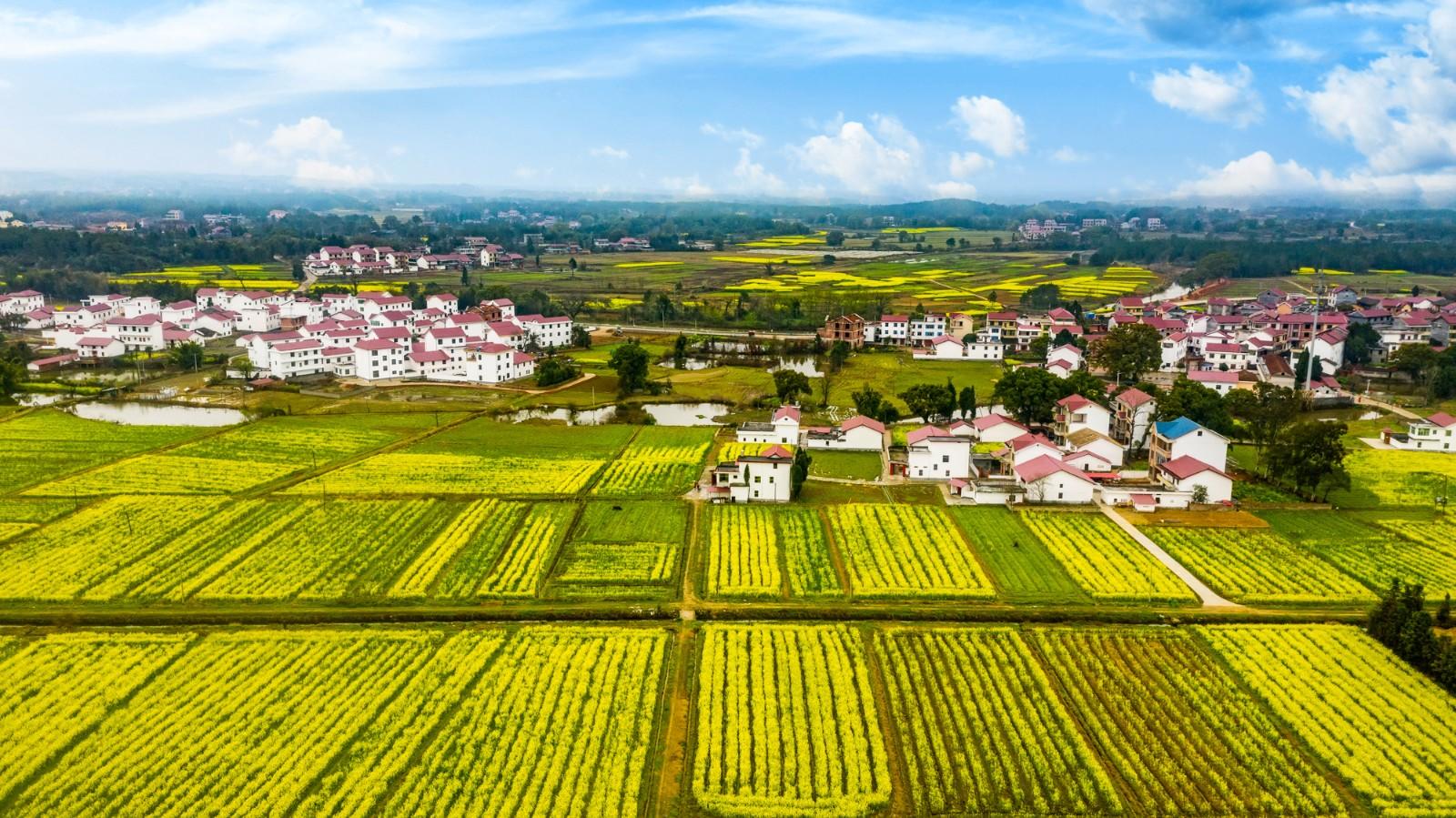 春日时节,江西省吉安市万安县的十余万亩油菜花竞相绽 放,驰骋的高铁