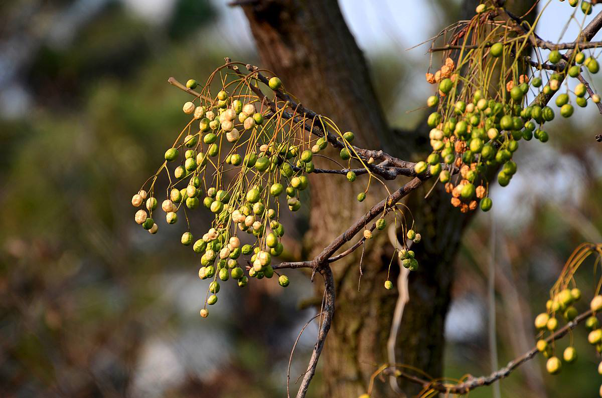 苦楝木 - 热门商品专区