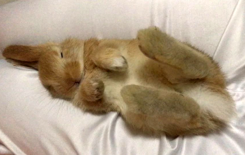 兔子睡觉姿势平躺图片