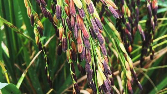 优异,雨水丰沛,一年四季,温暖如春,这些良好的气候条件,也为紫米生长