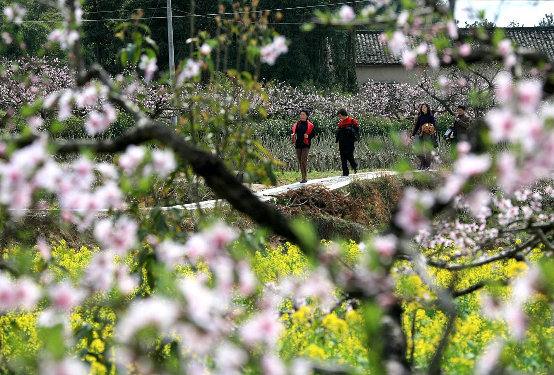 凤台县丁集镇图片