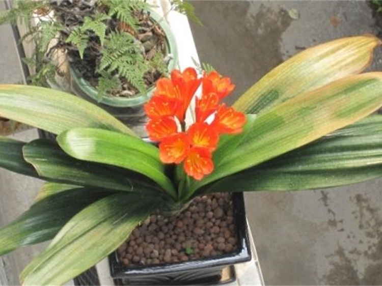 君子兰喂点"黄金水",让黄叶不再来,容光焕发