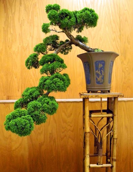 盆景欣赏:清秀古雅的盆景,美在意境高雅