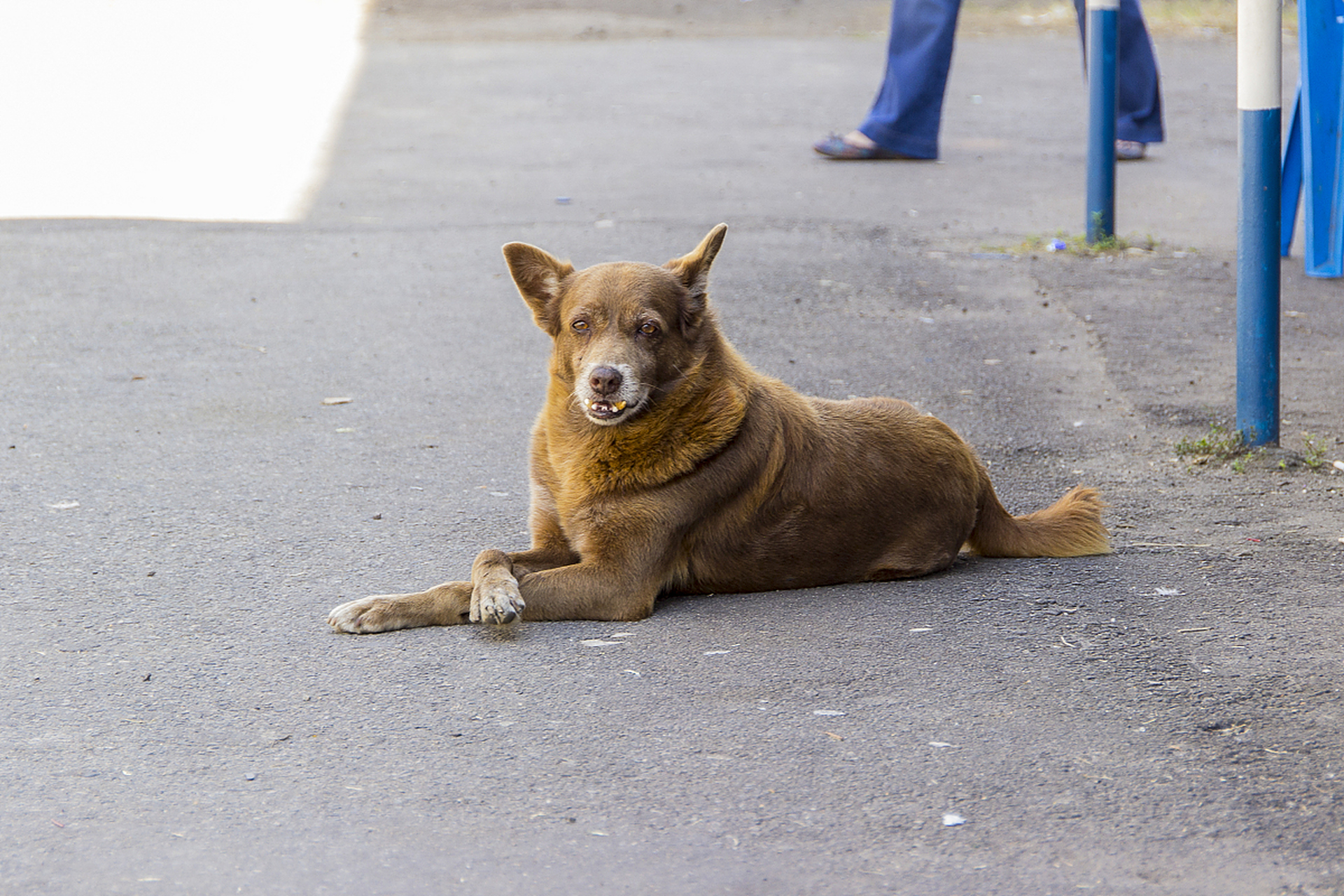 翘着二郎腿,目光如炬,这狗狗简直不摆了.#趣图搞笑