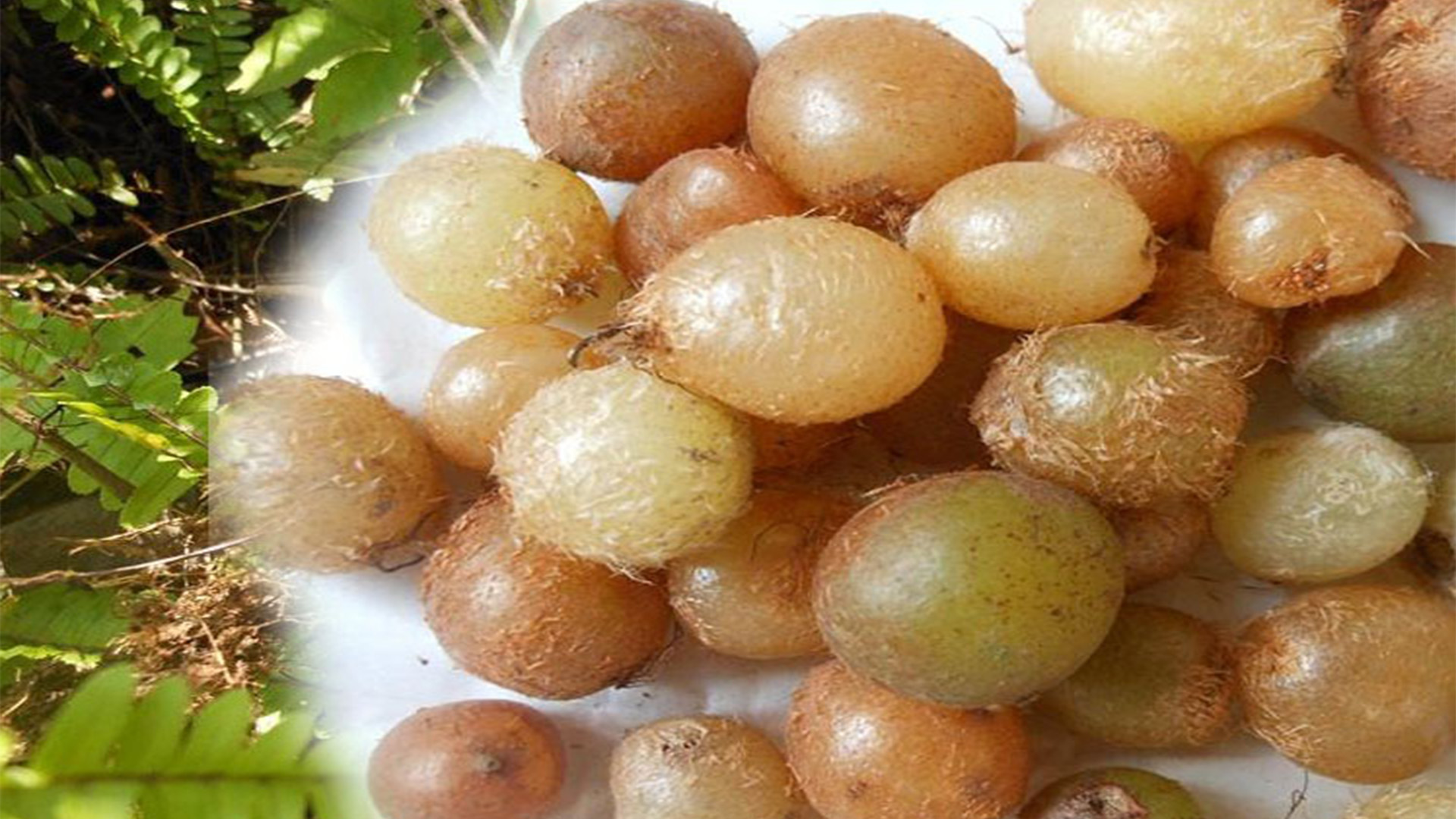 农村的一种植物,小时候经常吃它的果实,你还记得吗?