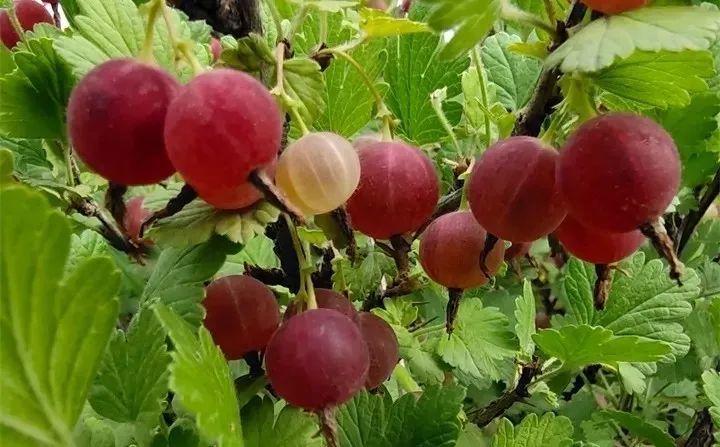 这花能结"水晶果",绿的酸红的甜,南北方都能种!