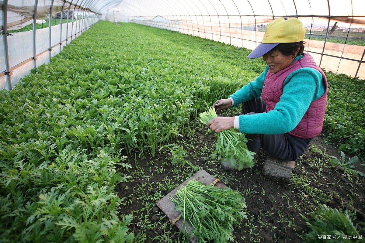 露地春种茼蒿菜的时间及技术措施