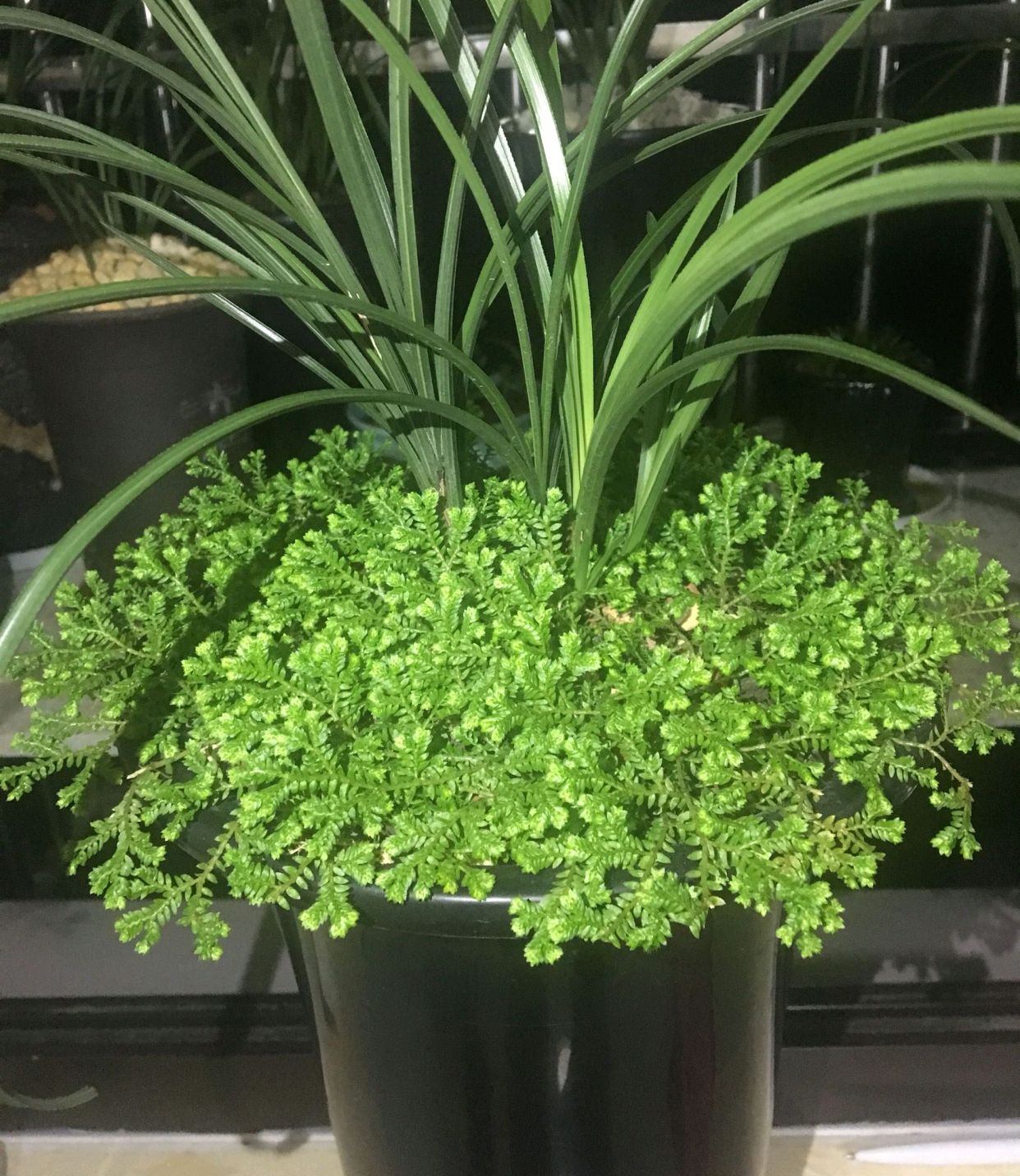 翠云草铺兰花盆面做护盆,要想长期绿油油,2点养护缺一不可