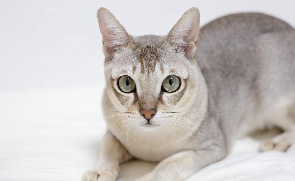 训练新加坡猫的方法都有哪些?掌握正确的训练方法