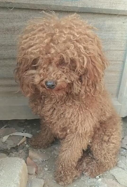 天寒地冻,流浪泰迪冻得发抖,有心领养却被拒绝!