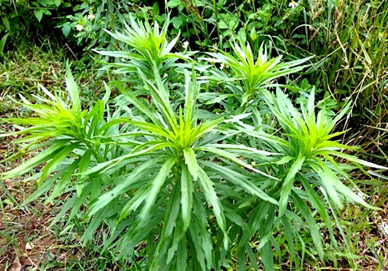 农村厕所边的植物野草,有酒的香味,人称"酒香草",价值珍贵