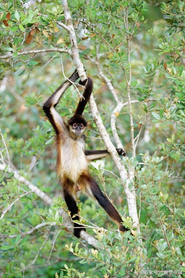 这种猴子一般都生活在树上,很少到地面上来