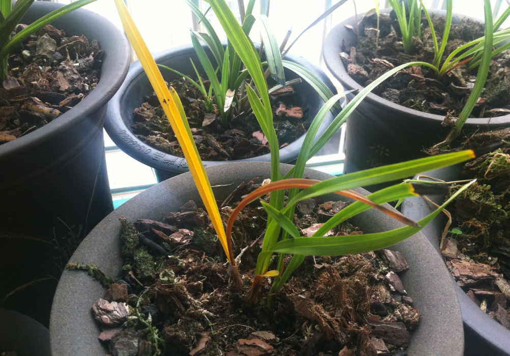 兰花退草在长新苗期间比较常见,就是一边发新苗一边发生老苗死亡.