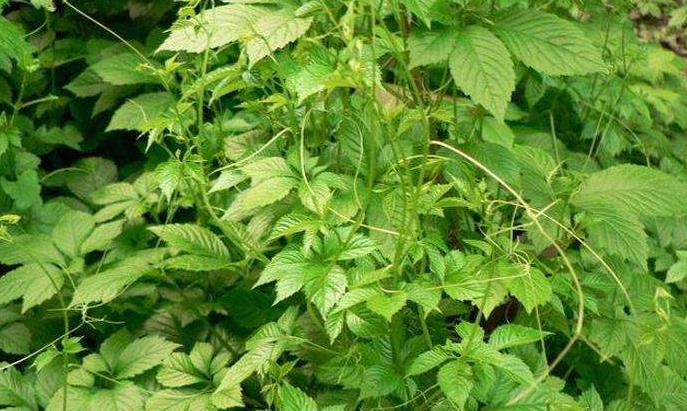 农村这种野草浑身是刺,外表看着降奁,其实是一味降压良药