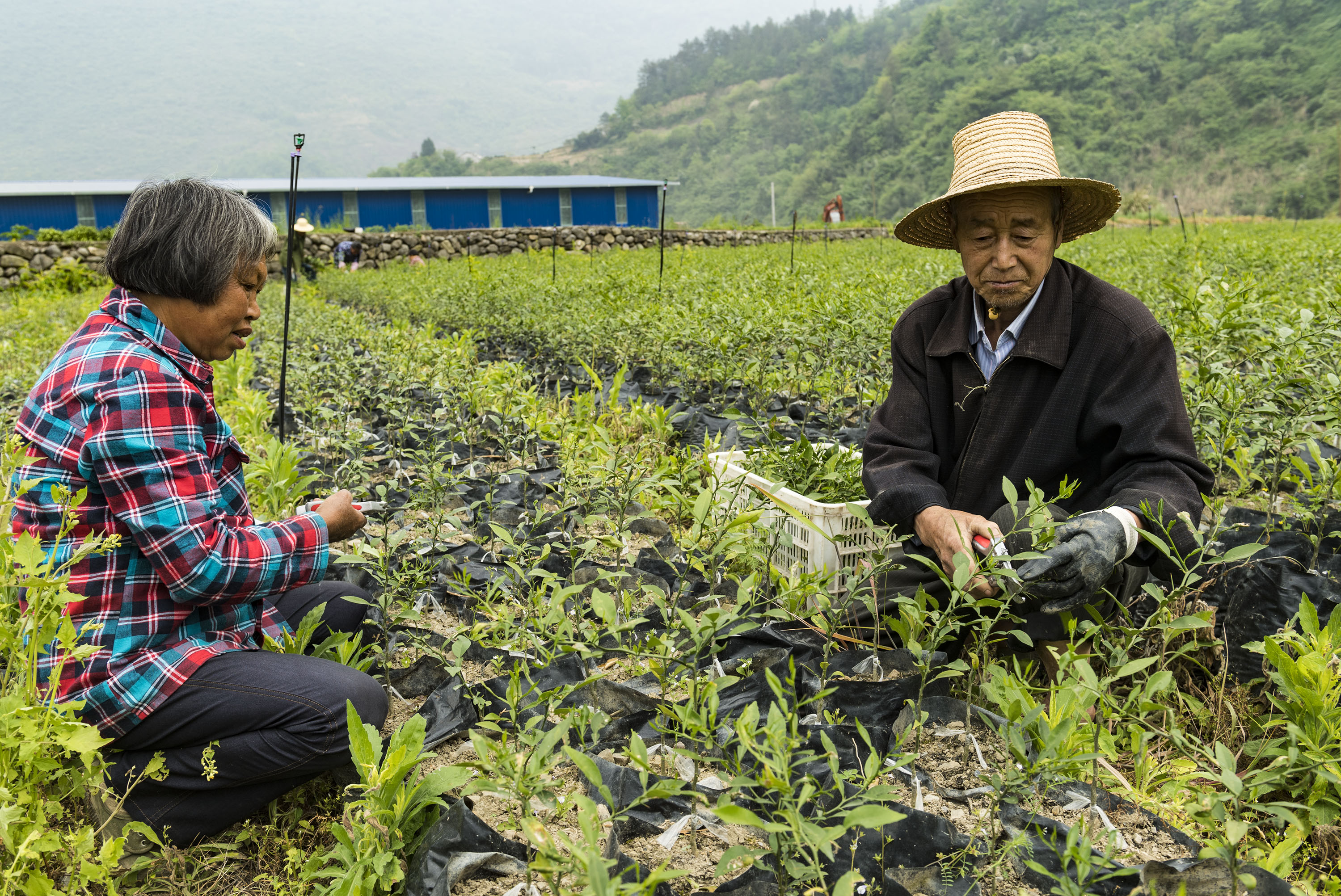湖北秭归:柑橘幼苗培育忙(3)