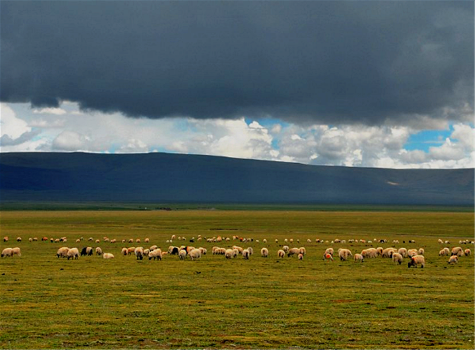 中国最美的五大草原,看完,你想来旅游一番吗?