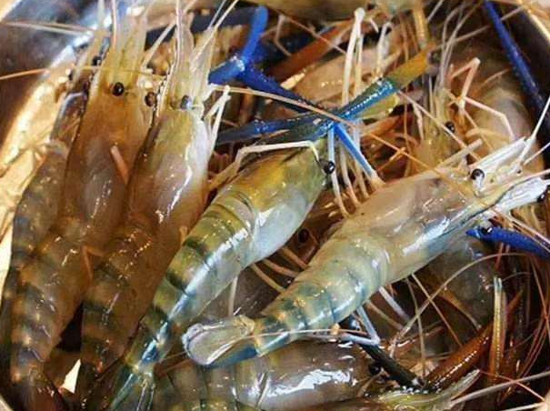 湄公河犯虾灾,一只最大能有一斤重,吃货却怂了,为什么?