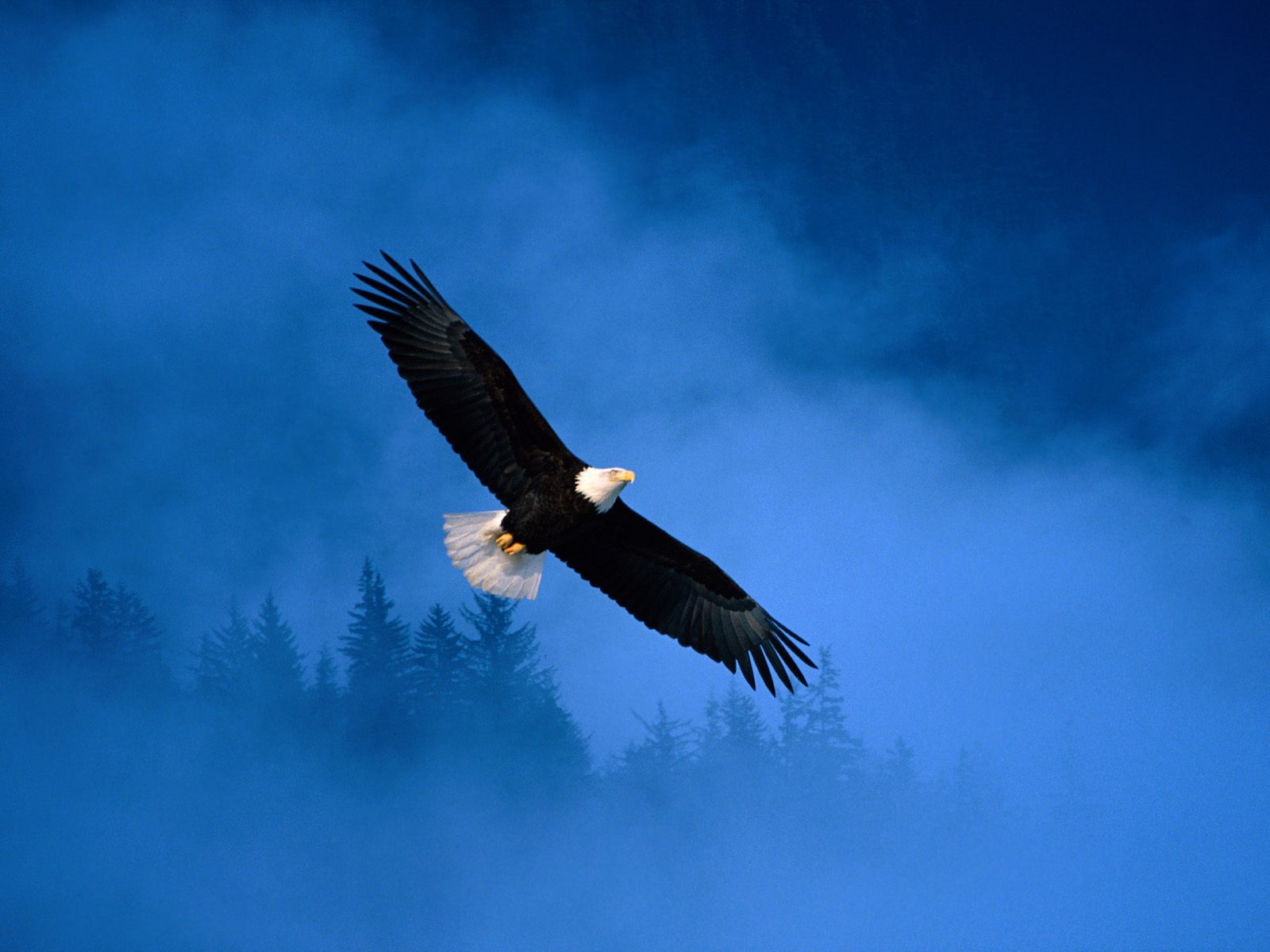 我是一只自由自在的鸟,经常在蓝蓝的天空中飞翔