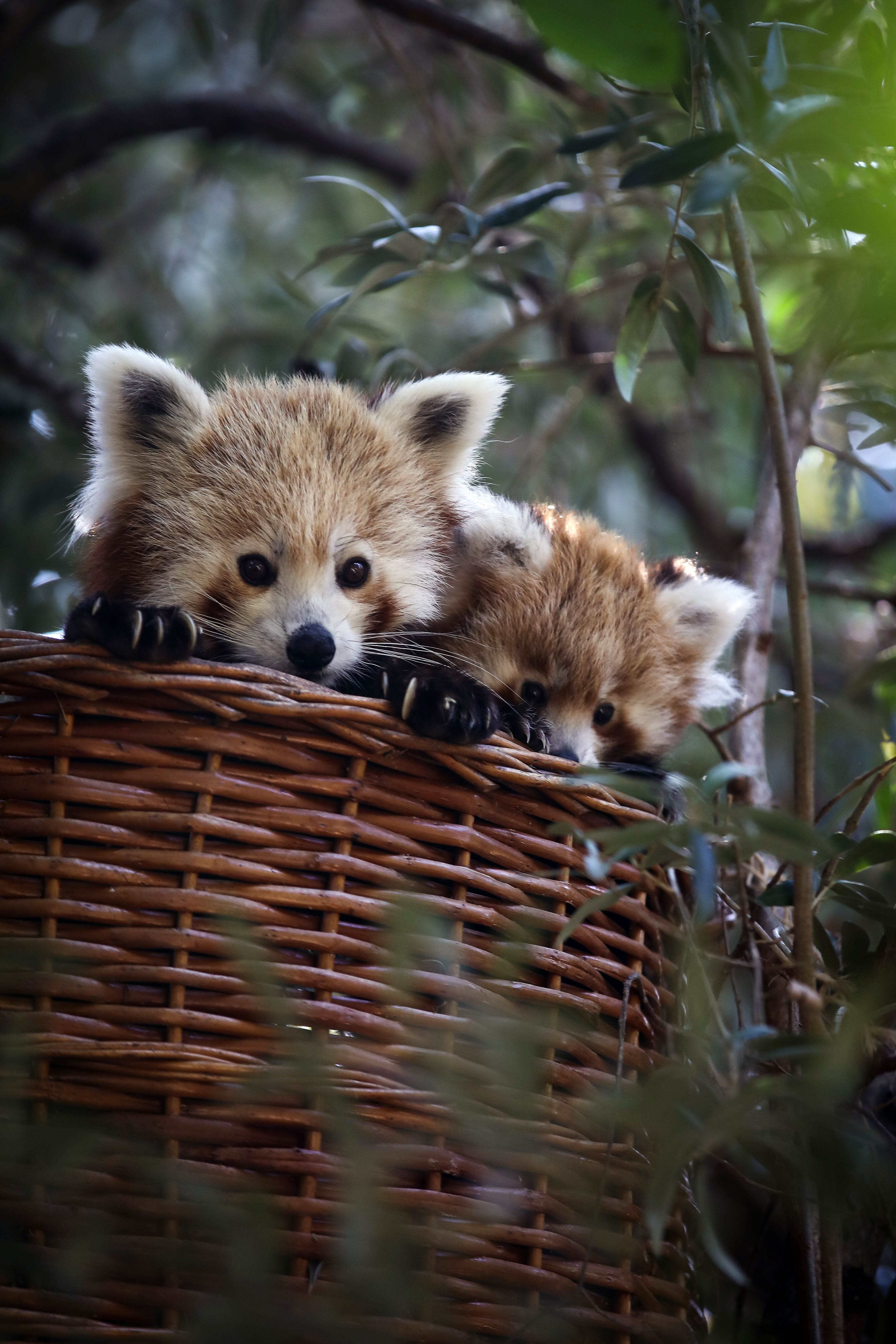 里斯本动物园的小熊猫(2)