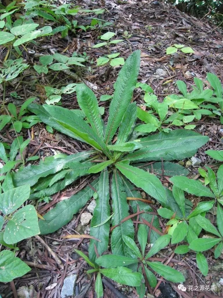 花之源 健康 地胆头