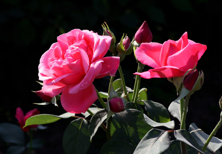 月季花和桃花的形态,观赏特点,生态特性,种植和繁殖知识