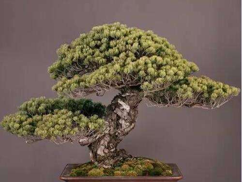 价值皆超1亿的日本"盆景",用这5棵"神树",颠覆你的想象