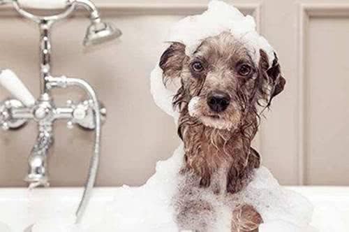 主人给泰迪洗澡乱用沐浴液,不慎导致皮肤病,6种情况你怎么洗?