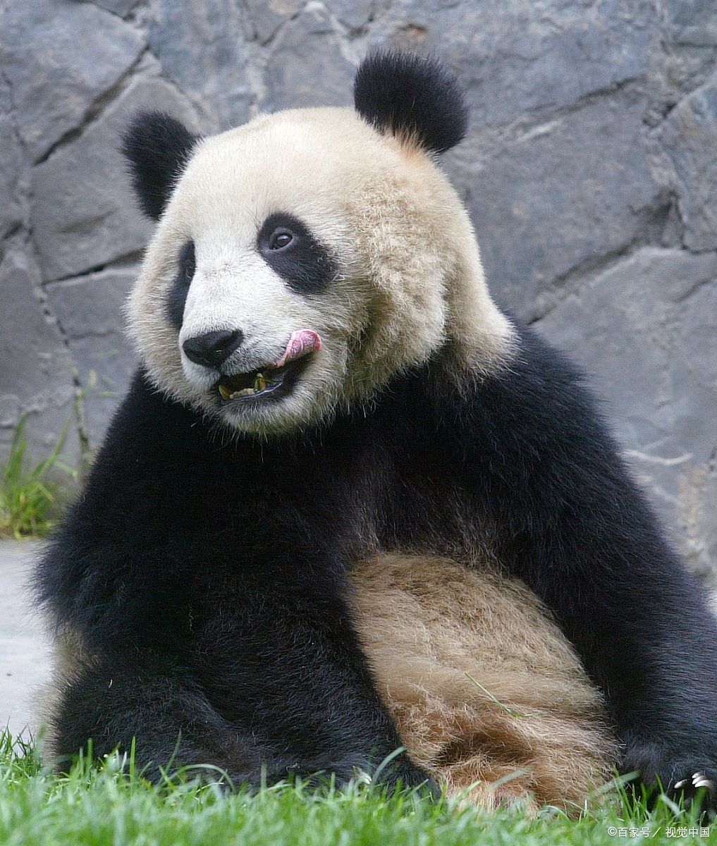真的有功夫熊猫啊
