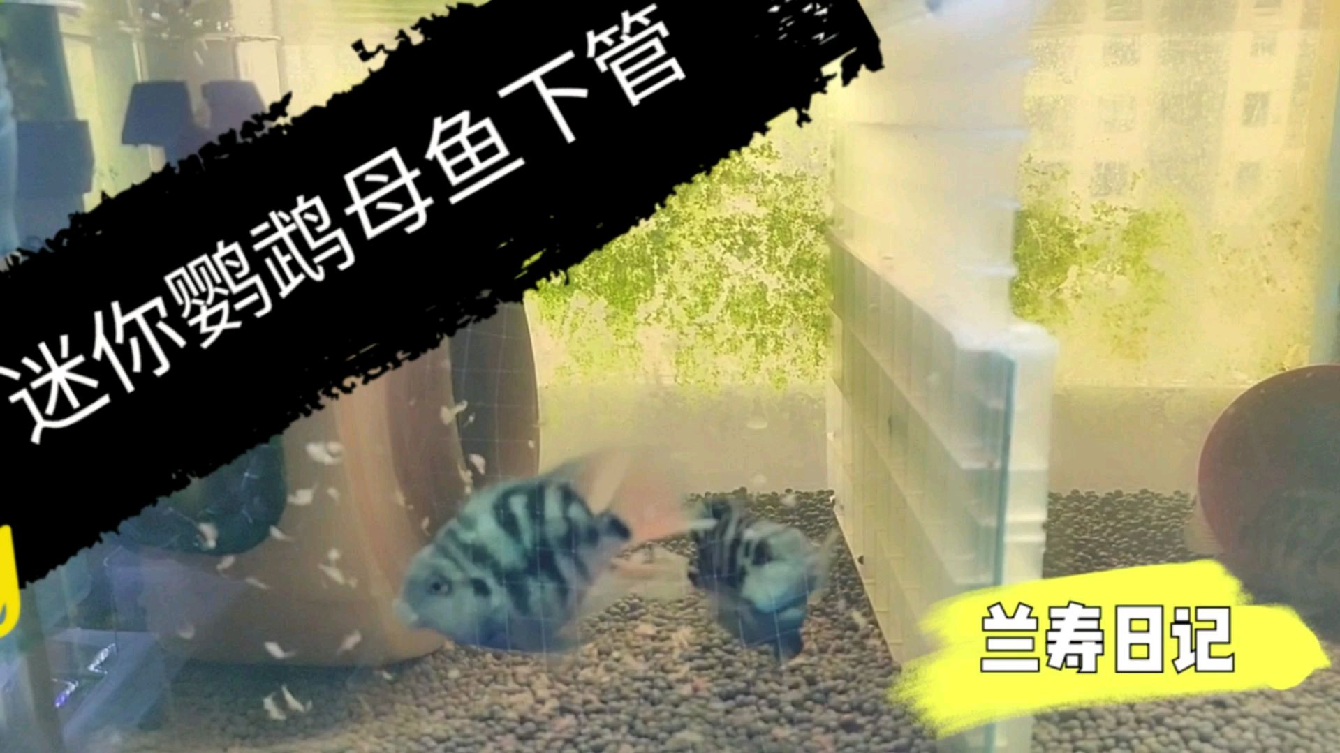 迷你鹦鹉鱼出现下管 这是要产卵的前兆 期待中