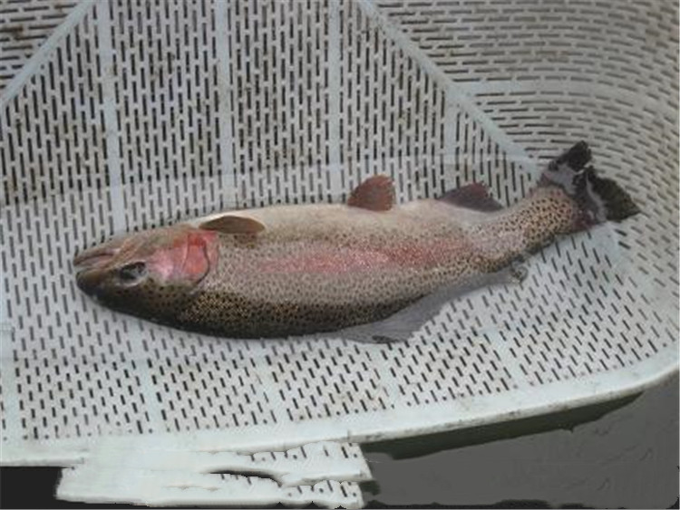 虹鳟鱼的肉味很是鲜美,而营养丰富,食用起来肉多刺很少