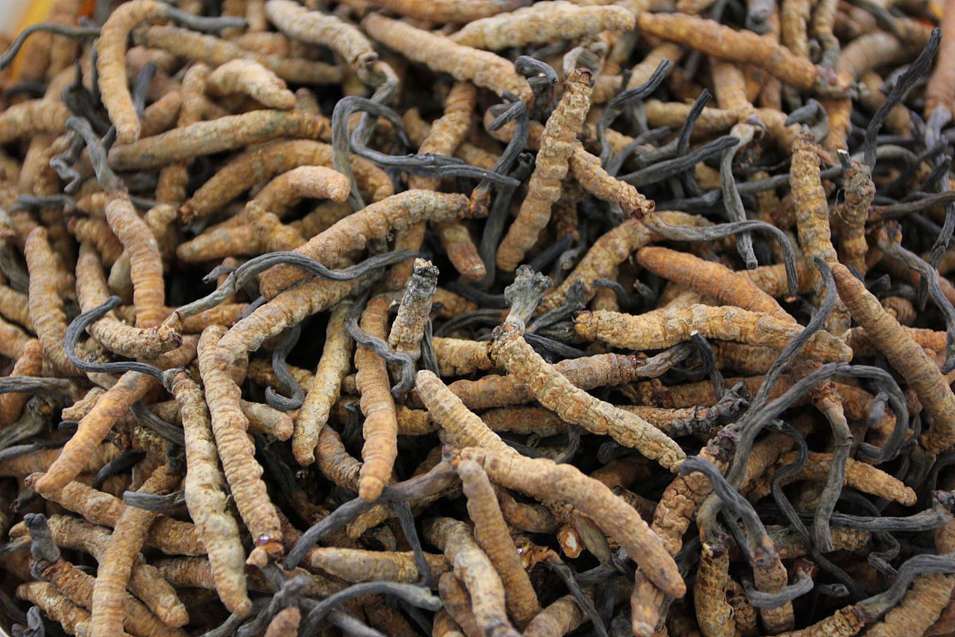 烧烤界太卷了四川竟烧烤起虫草# 最近,四川阿坝州的烧烤虫草火怂!